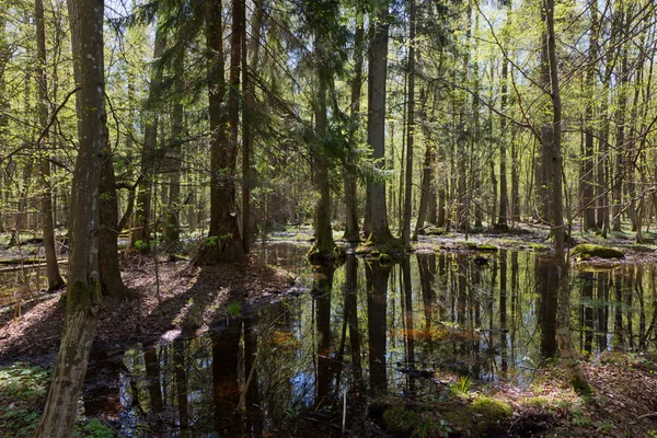 Oeverstaten stand van Bialowieza bos in zon — Stockfoto