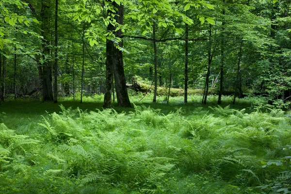 Zacienionych liściastych Podstawka Puszcza Białowieska wiosną — Zdjęcie stockowe