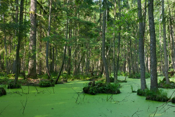 Stand naturale della Foresta Bialowieza con acqua stagnante e Duckweed — Foto Stock