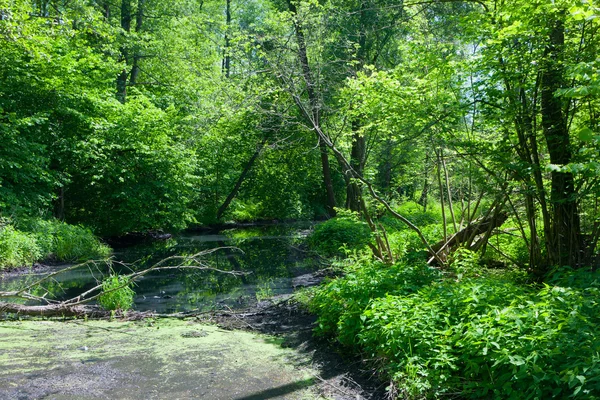 Natuurlijke Lesna rivier in zomer middag — Stockfoto