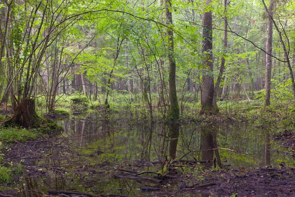 Bialowieza Ormanı'nın yaprak döken stand sabahın erken saatlerinde — Stok fotoğraf