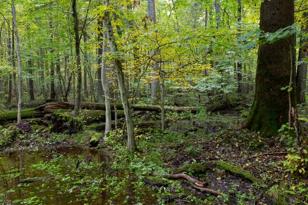 Vecchia quercia e acqua nella foresta di fine autunno Foto Stock Royalty Free