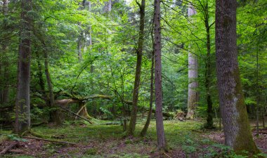 Eski kırık Gürgen Ağacı yosun sarılmış