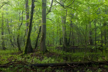 Eski meşe ve hornbeams geç yaz yaprak döken Bialowieza Forest stand