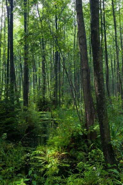 Natural stand of Bialowieza Forest with standing water — Stock Photo, Image