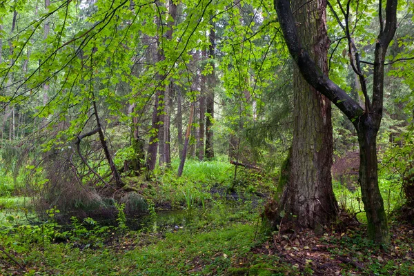 Rico puesto mixto ribereño del bosque de Bialowieza —  Fotos de Stock