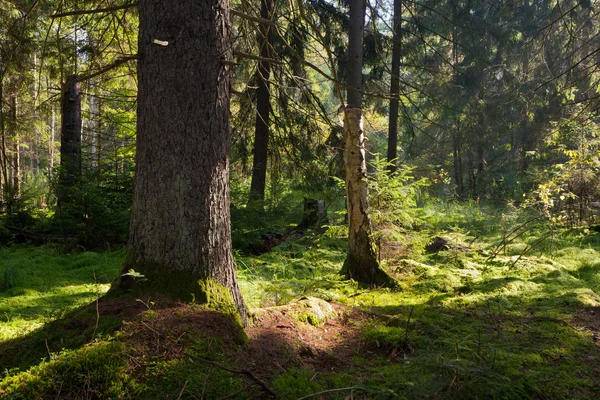 Παλιά κωνοφόρων στάση του δάσους bialowieza καλοκαίρι πρωί — Φωτογραφία Αρχείου
