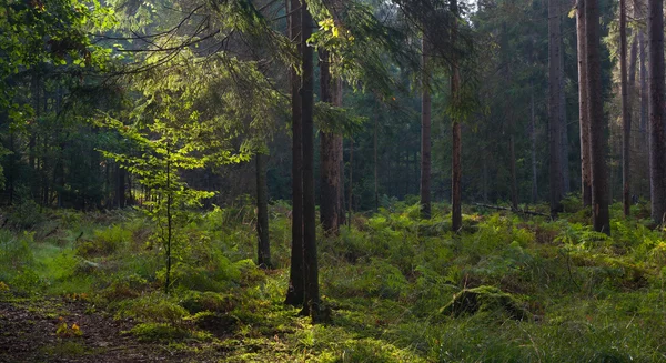 Early autumn morning in the forest — Stock Photo, Image