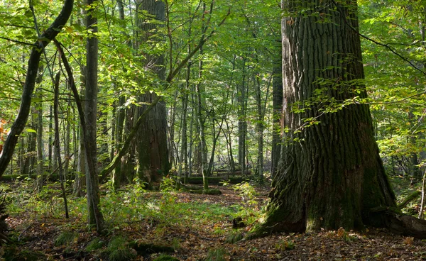 Grupa gigant dębów w naturalnym lesie — Zdjęcie stockowe