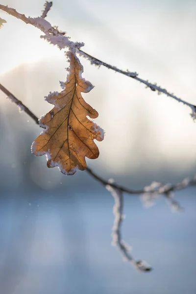 Hoja Congelada Invierno —  Fotos de Stock