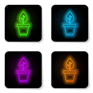 Parlayan neon hattı, tencere simgesinde bitki beyaz arka planda izole edildi. Tencerede yetişen bir bitki. Saksı bitkisi işareti. Siyah kare düğme. Vektör.