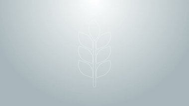 Mavi çizgili mısır gevrekleri; pirinç, buğday, mısır, yulaf, çavdar, gri arka planda izole edilmiş arpa ikonu. Buğday ekmeği sembolleri. 4K Video hareketli grafik canlandırması