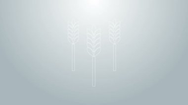 Mavi çizgili mısır gevrekleri; pirinç, buğday, mısır, yulaf, çavdar, gri arka planda izole edilmiş arpa ikonu. Buğday ekmeği sembolleri. 4K Video hareketli grafik canlandırması