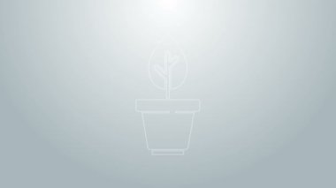 Mavi çizgi, gri arkaplanda tencere simgesine yerleştirilmiş bitki. Tencerede yetişen bir bitki. Saksı bitkisi işareti. 4K Video hareketli grafik canlandırması