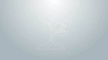 Mavi çizgi bitki simgesi gri arkaplanda izole edildi. Tohum ve tohum. İşaret bırakıyor. Yaprak doğası. 4K Video hareketli grafik canlandırması