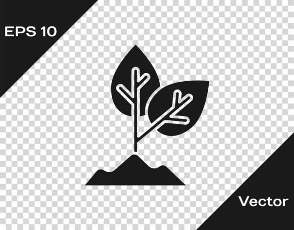Черный Значок Завода Изолирован Прозрачном Фоне Семена Саженцы Знак Листья — стоковый вектор