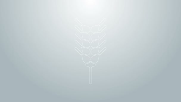 Синя лінія Зернові набори з рисом, пшеницею, кукурудзою, вівсом, житом, ячменем ізольовані на сірому фоні. Вуха символів пшеничного хліба. 4K Відео рух графічна анімація — стокове відео
