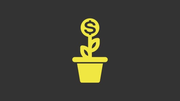 Gul Dollar växt i krukan ikonen isolerad på grå bakgrund. Tillväxtkoncept för företagsinvesteringar. Pengar besparingar och investeringar. 4K Video motion grafisk animation — Stockvideo