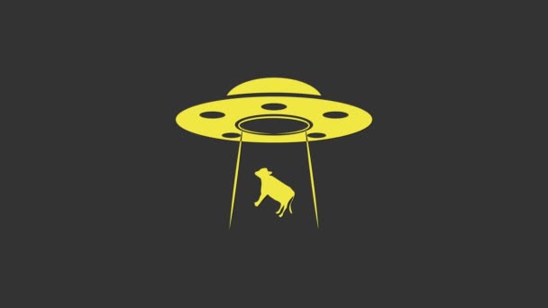 UFO giallo rapisce l'icona della mucca isolata su sfondo grigio. Piattino volante. Nave spaziale aliena. Futuristico oggetto volante sconosciuto. Animazione grafica 4K Video motion — Video Stock