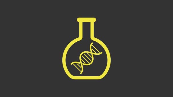 노란 DNA 연구, 회색 배경에서 분리 된 검색 아이콘. 유전 공학, 유전자 검사, 복제, 친자 검사. 4K 비디오 모션 그래픽 애니메이션 — 비디오
