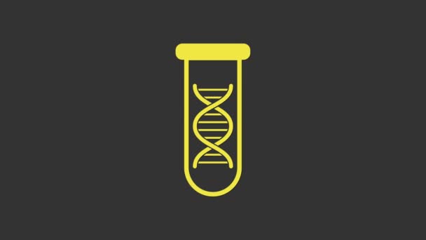 黄色のDNA研究灰色の背景に隔離された検索アイコン。遺伝子工学、遺伝学的検査、クローニング、親のテスト。4Kビデオモーショングラフィックアニメーション — ストック動画
