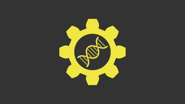 灰色の背景に単離された黄色の遺伝子工学アイコン.DNA分析、遺伝学的検査、クローニング、親の検査。4Kビデオモーショングラフィックアニメーション — ストック動画
