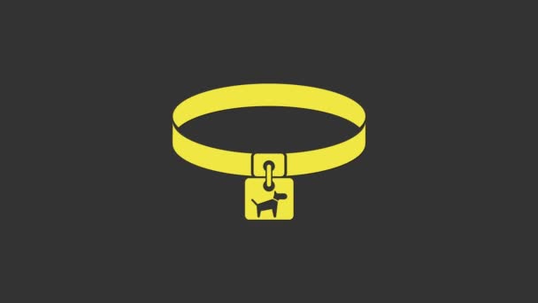 Collar de perro amarillo con icono de etiqueta de nombre aislado sobre fondo gris. Suministros simples para animales domésticos. Cuidado de gatos y perros. Cadenas para perros. Animación gráfica de vídeo 4K — Vídeos de Stock