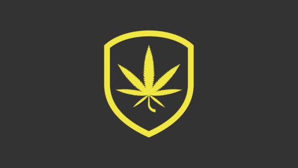 Escudo Amarelo e ícone de folha de maconha ou cannabis isolado em fundo cinza. Legalização da marijuana. Símbolo de cânhamo. Animação gráfica em movimento de vídeo 4K — Vídeo de Stock