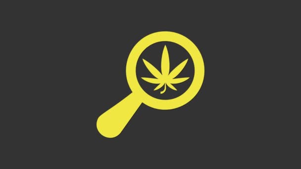 黄色放大镜和医用大麻或大麻叶图标分离的灰色背景。大麻的符号。4K视频运动图形动画 — 图库视频影像