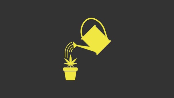 Sárga Öntözőkanna permetezi vízcseppek felett marihuána vagy cannabis növény pot ikon elszigetelt szürke alapon. Marihuána termesztés koncepció. 4K Videó mozgás grafikus animáció — Stock videók