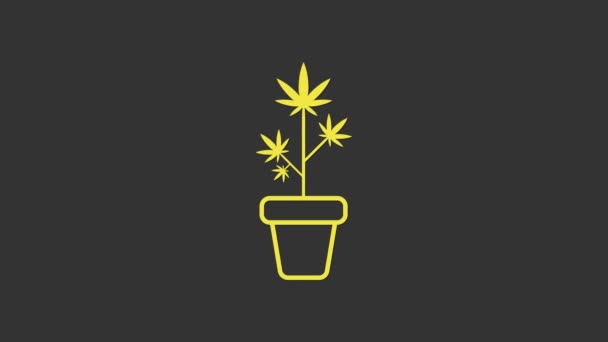 Жовта медична марихуана або конопляна рослина в іконі горщика ізольована на сірому тлі. Зростає концепція марихуани. Шемп потовк рослину. 4K Відеографічна анімація — стокове відео