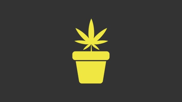 Žlutá Lékařská marihuana nebo konopí rostlina v květináči ikona izolované na šedém pozadí. Koncept pěstování marihuany. Rostlina v konopí. Grafická animace pohybu videa 4K — Stock video