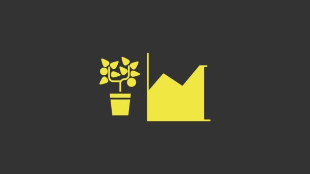 Icono estadístico Flor Amarilla aislado sobre fondo gris. Animación gráfica de vídeo 4K — Vídeos de Stock