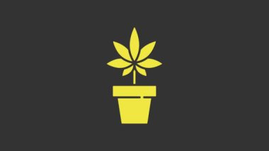Sarı Tıbbi marihuana ya da esrar bitkisi gri arka planda izole edilmiş bir esrar ikonu. Esrar yetiştirme konsepti. Kenevir saksısı. 4K Video hareketli grafik canlandırması
