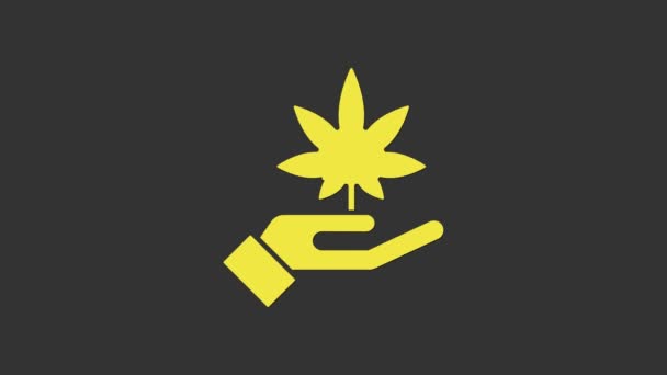 Żółta marihuana medyczna lub ikona liści marihuany odizolowana na szarym tle. Symbol konopi. 4K Animacja graficzna ruchu wideo — Wideo stockowe