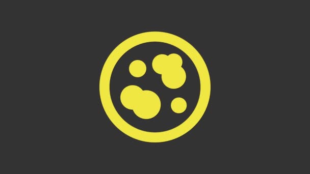 Placa Petri amarilla con icono de bacteria aislada sobre fondo gris. Animación gráfica de vídeo 4K — Vídeos de Stock