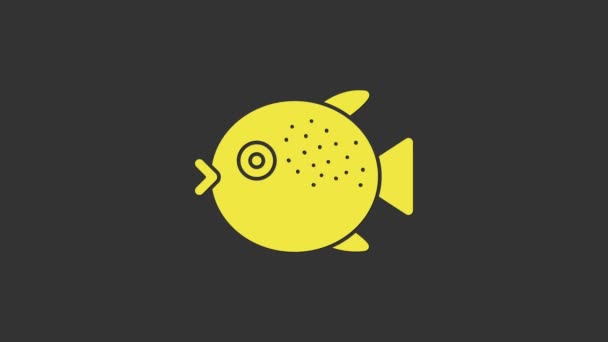 Icono de pez globo amarillo aislado sobre fondo gris. Fugu pescado pez globo japonés. Animación gráfica de vídeo 4K — Vídeo de stock