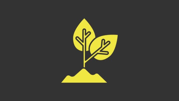 Желтый значок растения выделен на сером фоне. Семена и саженцы. Знак "листья". Листовая природа. Видеографическая анимация 4K — стоковое видео