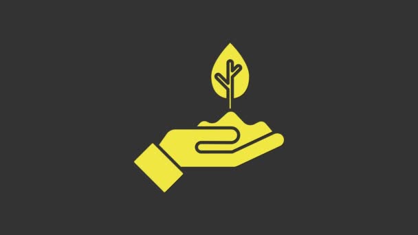 Yellow Plant in hand of environmental protection icon isolated on grey background. Seed and seedling. Planting sapling. 4K Video motion graphic animation — Stock Video