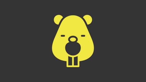 Желтая икона животного Бобра выделена на сером фоне. Видеографическая анимация 4K — стоковое видео