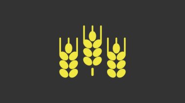 Pirinç, buğday, mısır, yulaf, çavdar ve gri arka planda izole edilmiş arpa ikonu içeren sarı tahıllar. Buğday ekmeği sembolleri. 4K Video hareketli grafik canlandırması