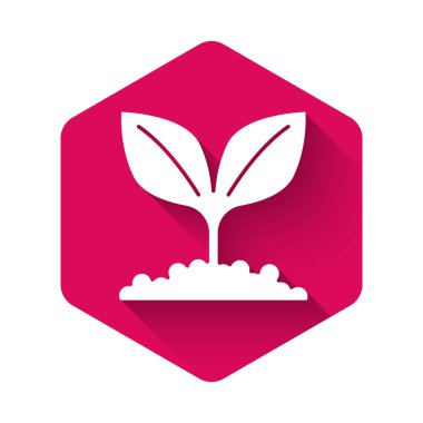 Beyaz Bitki simgesi uzun gölge arkaplanı ile izole edildi. Tohum ve tohum. İşaret bırakıyor. Yaprak doğası. Pembe altıgen düğmesi. Vektör