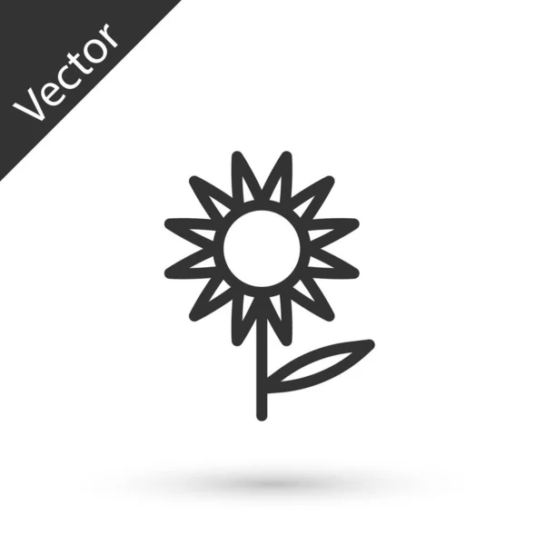 Línea Gris Icono Girasol Aislado Sobre Fondo Blanco Vector — Vector de stock