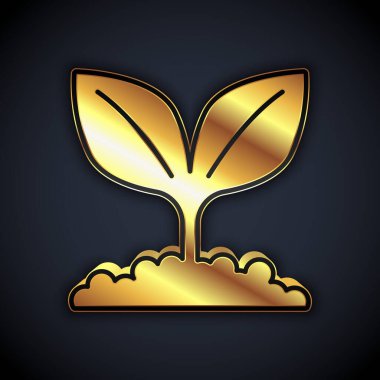 Altın Bitkisi simgesi siyah arkaplanda izole edildi. Tohum ve tohum. İşaret bırakıyor. Yaprak doğası. Vektör