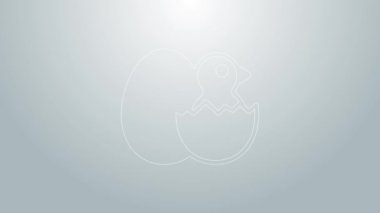 Kırık yumurta ikonlu küçük piliç gri arka planda izole edilmiş. 4K Video hareketli grafik canlandırması