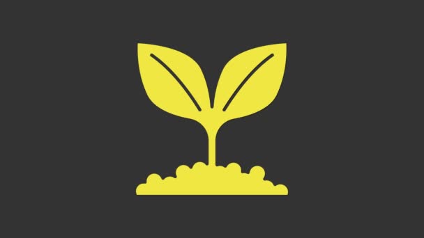 Gul växt ikon isolerad på grå bakgrund. Frö och fröplanta. Lämnar tecken. Lövnatur. 4K Video motion grafisk animation — Stockvideo