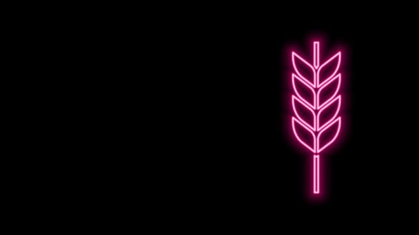 Leuchtende Neon-Linie Getreide Set mit Reis, Weizen, Mais, Hafer, Roggen, Gerste Symbol isoliert auf schwarzem Hintergrund. Ähren von Weizenbrot Symbole. 4K Video Motion Grafik Animation — Stockvideo