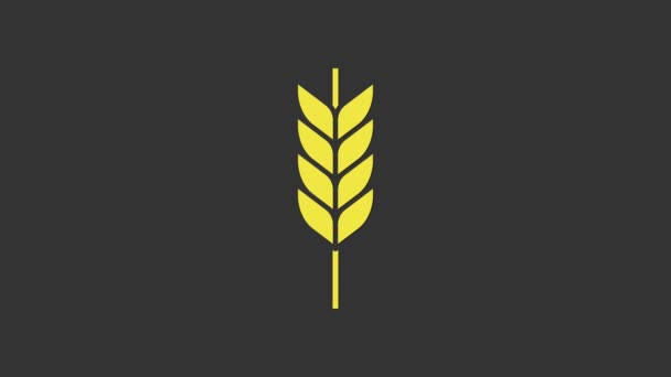 Желтые хлопья с рисом, пшеницей, кукурузой, овсянкой, ржаной, ячменной иконой изолированы на сером фоне. Символы пшеничного хлеба. Видеографическая анимация 4K — стоковое видео