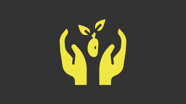 Plante jaune en main de l'icône de protection de l'environnement isolé sur fond gris. Semence et semis. Planter des plantules. Concept d'écologie. Animation graphique de mouvement vidéo 4K — Video