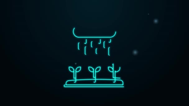 Línea de neón brillante Los brotes de plantas crecen en el icono de la lluvia aislado sobre fondo negro. Concepto de semillero. Animación gráfica de vídeo 4K — Vídeo de stock